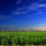 agricultura_04