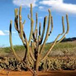 Duas propostas à Constituição transformam a caatinga em patrimônio nacional