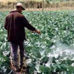 agrotoxicos_01