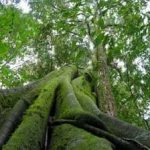 codigo_florestal_04