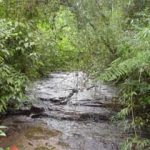 floresta_02