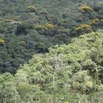 floresta_05