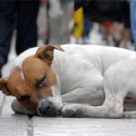 Cidade russa cogita matar 2 mil cães de rua para receber Jogos Olímpicos de Inverno