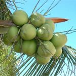 Empresário nordestino comercializa água de coco e aproveita todos os resíduos da fruta