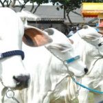 Chantagem que separa revista semanal e frigorífico pode mandar vaca e negócio bilionário pelos ares