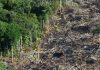 Desmatamento na Amazônia em agosto é o maior em dez anos