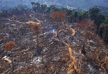 Incêndios na Amazônia brasileira registram menor nível histórico em 2025